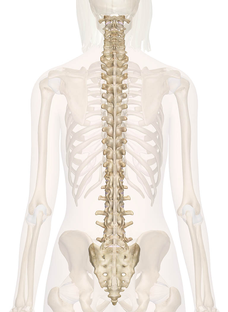Các quá trình hình thành gai được phân tách bởi nhiều khoảng rộng ở vùng thắt lưng