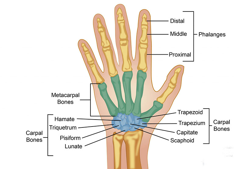 Có 27 xương trong một bàn tay của mỗi con người