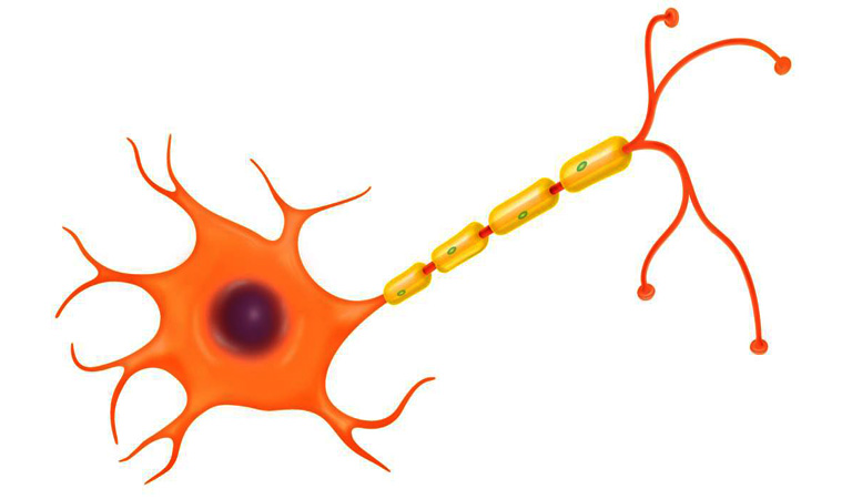 tế bào thần kinh nơron