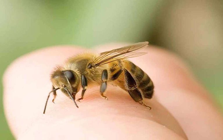 Nọc ong có khả năng chống viêm, cải thiện tình trạng đau nhức do viêm khớp dạng thấp