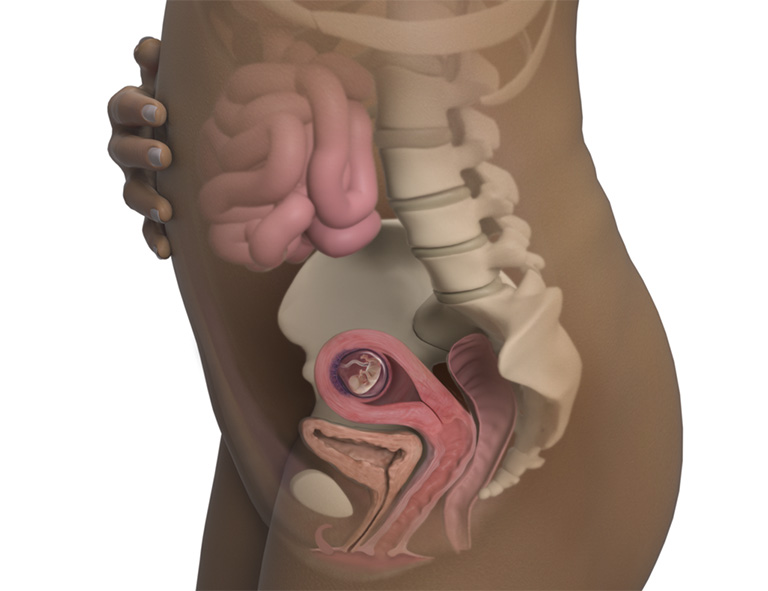 Những cơ trơn ở tử cung tạo điều kiện thuận lợi cho sự phát triển của thai nhi