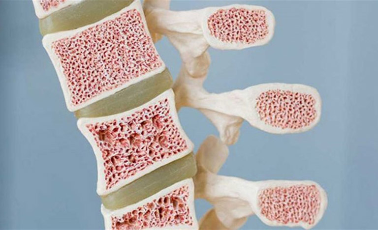 chức năng của tủy xương