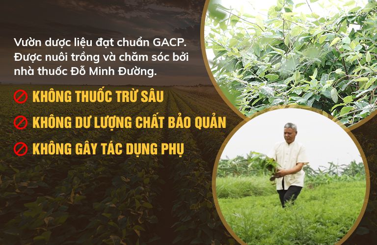 Vườn dược liệu hữu cơ, đạt chuẩn GACP - WHO của nhà thuốc Đỗ Minh Đường