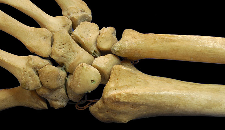 Khu vực gần cổ tay của xương trụ có hai nốt sần, mặt bên là điểm nổi bậc tròn