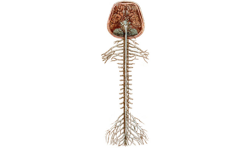 Giải phẫu cột sống và hệ thần kinh ngoại biên Y Học Cộng Đồng