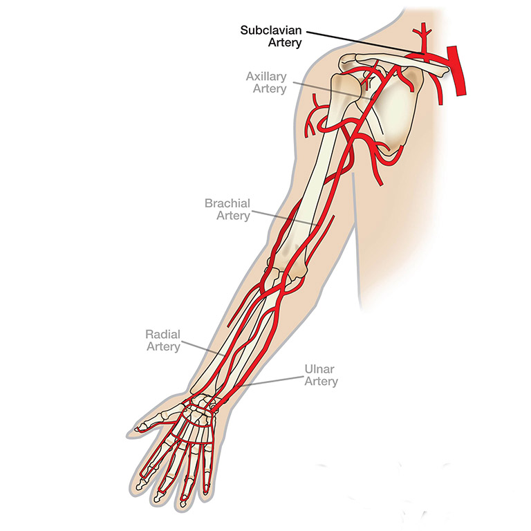 Những động mạch cung cấp máu duy trì hoạt động và nuôi dưỡng khớp khuỷu tay có nguồn gốc từ một nối thông tuần hoàn
