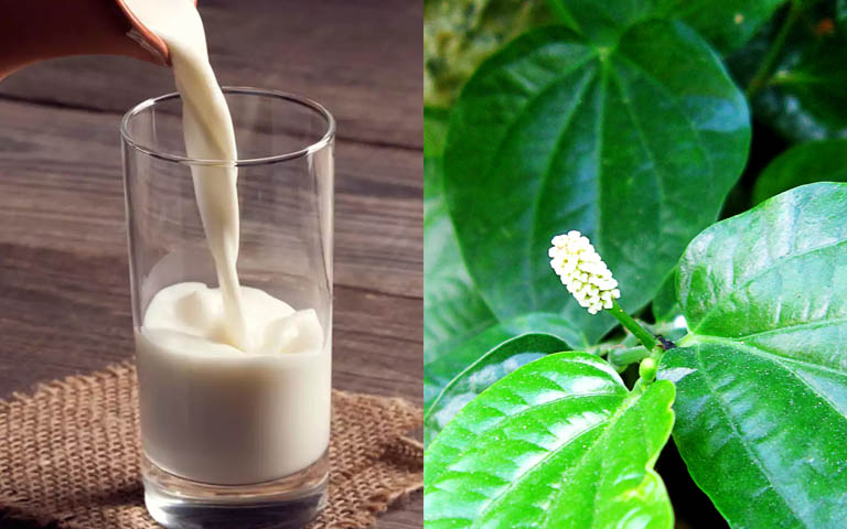 Cách uống lá lốt sữa bò điều trị thoái hóa khớp gối