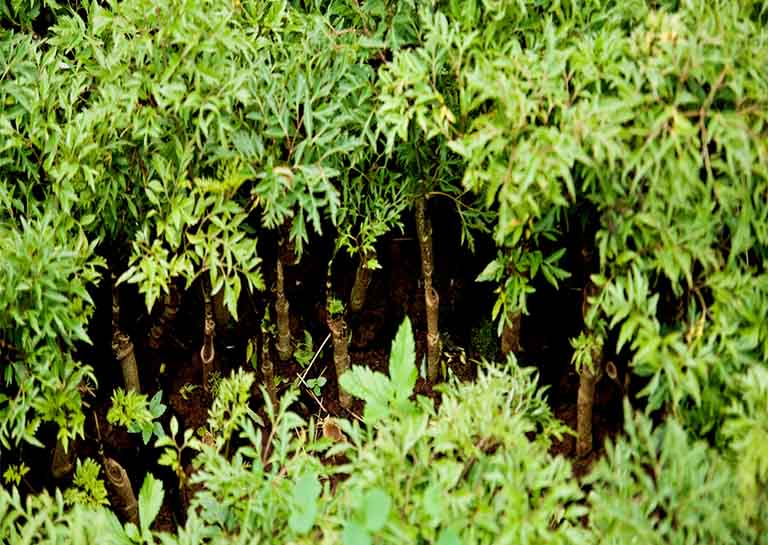 Lá, thân và cành cây Đinh lăng có tác dụng phát tán phong nhiệt, chữa sưng tấy